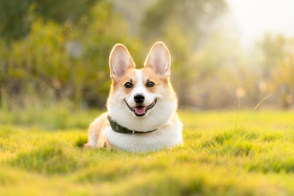 圖片來源: Pixabay